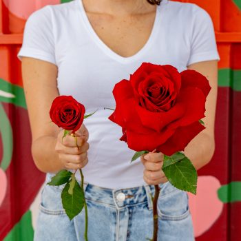 Botão de Rosa Simples (Nacional ou Importada/Colombiana)