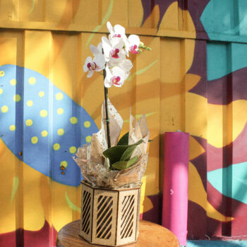 Mini Orquídea