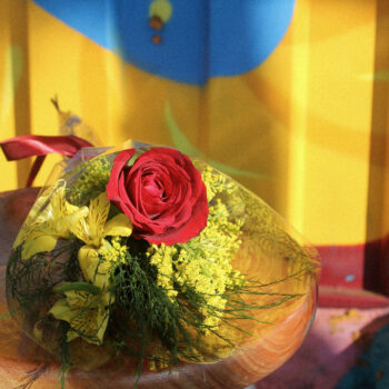 Rosas Nacionais - 1 Rosa Nacional para Presente