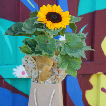 Girassol Plantado