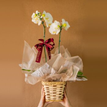 Orquídea Phalaenopsis